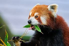 Red Panda Eating bamboo